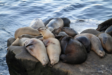 Fototapeta premium Herd of California Sea Lions on the rocky coast of La Jolla, California