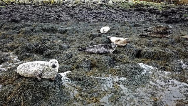 Aerial view of seal colony in Scotland - UK