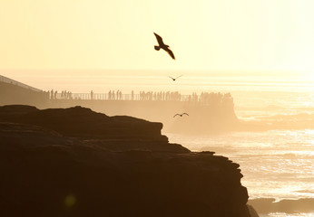 Naklejka premium Seagull flying over the coastline at sunset in San Diego California