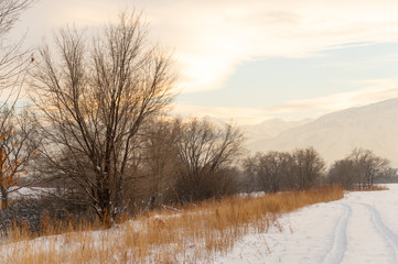 Winter landscape with frozen bare trees on a peeled agricultural field covered with frozen dry yellow grass under a blue sky during sunset