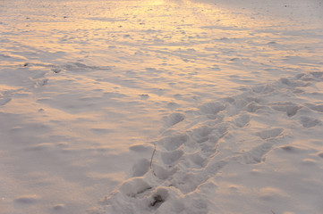 winter background with snow texture on the sunset closeup