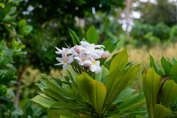 Frangipani flowers Close up beautiful Plumeria of Thai frangipani flowers on green leaf background.