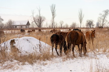 Group of horses nibbling on grass sticking through snow on a cold bright winter day