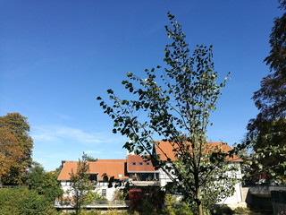 Junger Baum am Ufer der Bega am Rande der Altstadt mit Fachwerkhaus vor blauem Himmel in der Alten...