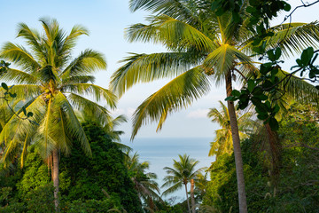 Fototapeta na wymiar Coconut palm leaf Cocos nucifera with green fruits against the blue sea and sky