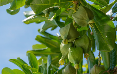 Fruits ripen on Barringtonia Asiatic. Koh Rok Island, Thailand.