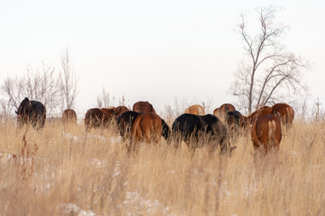 Group of horses nibbling on grass sticking through snow on a cold bright winter day