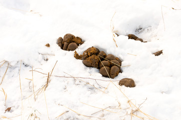 Fresh pile of horse manure rests on a snow background
