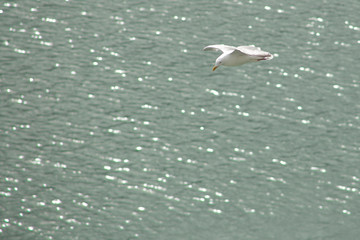 Seagull in Flight