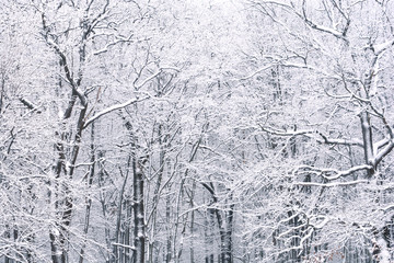 Winter oak forest background texture