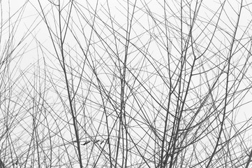 tree branch silhouette on a white background