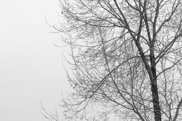 Fototapeta na wymiar tree branch silhouette on a white background