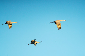 Sandhill Cranes at Bosque Del Apache National Wildlife Refuge