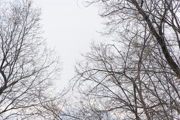 tree branch silhouette on a white background