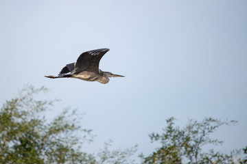 Gri balıkçıl » Grey Heron » Ardea cinerea