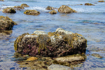 Point Cabrillo Tide Pools, seaweed and rocks in San Diego along the shores of the Pacific Ocean