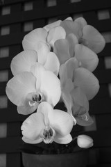 Monochrome image of a white orchid at a Botanical Garden in Balboa Park, San Diego