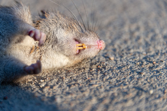 wounded rat on the road. Dead mouse on concrete road