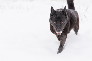 Beautiful black dog walking on snowy field in winter forest