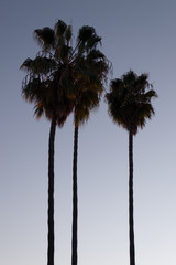 Obraz premium Tall Palm Trees at dusk in San Diego, California