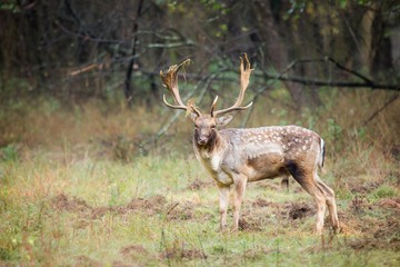 Fallow deer male (dama dama) in autumn forest, wildlife Slovakia.