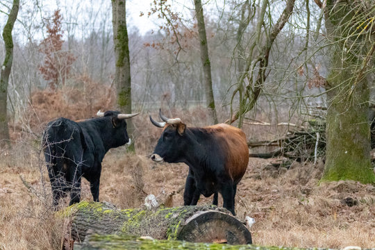 Geh&ouml;rnte Rinder in einem Naturschutzgebiet