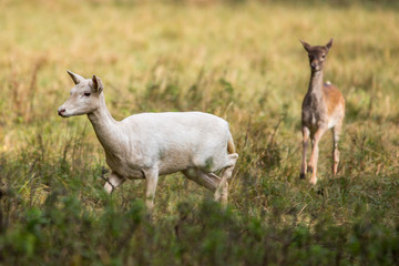 albino fallow deer female (dama dama) in autumn meadow