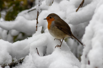 Rotkehlchen im Schnee