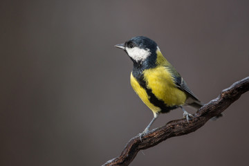 Parus major, Blue tit sitting on the branch. . Wildlife