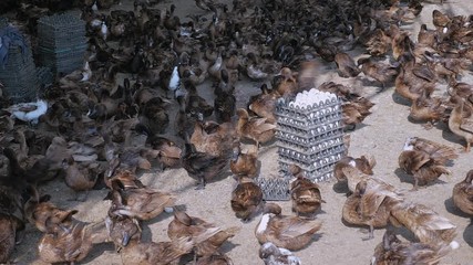 Duck breeding farm for egg-production. ( Eggs in packages ) 