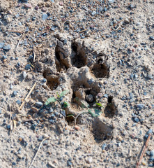 dog tracks in the mud