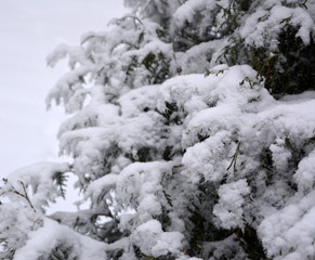 green branches ate in the snow, beautiful natural winter landscape, nature, background