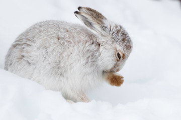 Surviving the winter