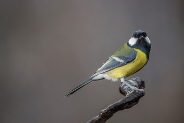 Parus major, Blue tit sitting on the branch. . Wildlife