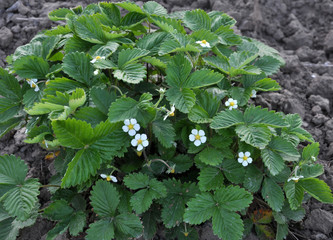 In the open ground bloom strawberries