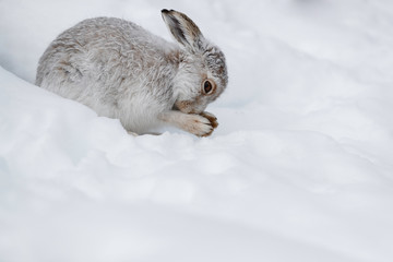 Surviving the winter