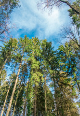 Nadelbäume im Wald, Froschperspektive