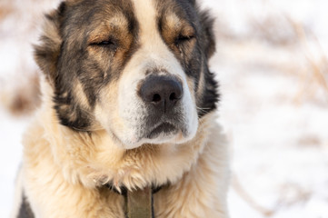 portraits of seated dogs in nature, cold winters