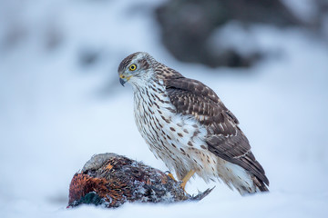 Northern goshawk (Accipiter gentilis) feeding food in the snow. Wildlife scenery, winter time. Birds of prey, Predator.