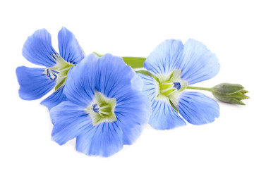Flax blue flowers closeup isolated on white background.