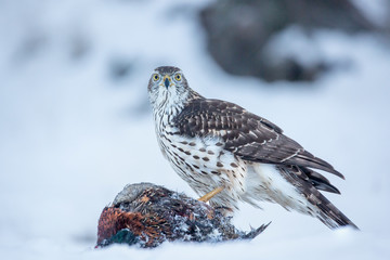 Northern goshawk (Accipiter gentilis) feeding food in the snow. Wildlife scenery, winter time. Birds of prey, Predator.