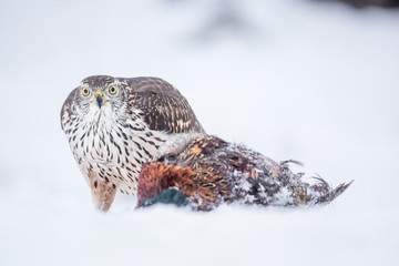 Northern goshawk (Accipiter gentilis) feeding food in the snow. Wildlife scenery, winter time. Birds of prey, Predator.