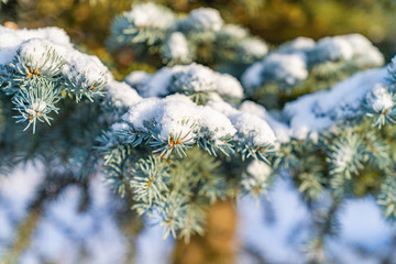 blue pine branches and snow lit by sun