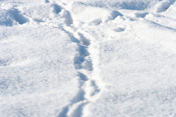 Fototapeta na wymiar dog tracks in the snow
