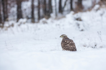 Birds of prey - Young northern goshawk (Accipiter gentilis). Wildlife scenery winter time.
