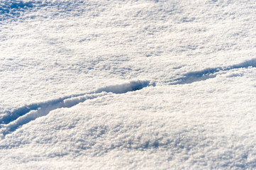 Fototapeta na wymiar dog tracks in the snow