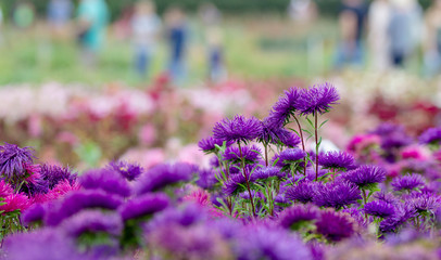 Obraz premium Purple aster on a flowerbed in the park, selective focus, blurred background