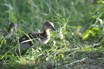 Ducks and ducklings on the ground