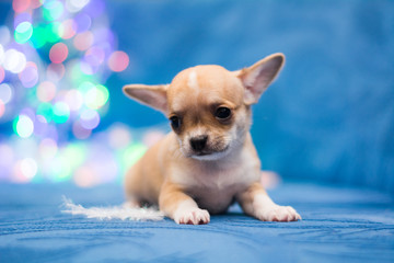 Chihuahua puppy dog ​​christmas spitz