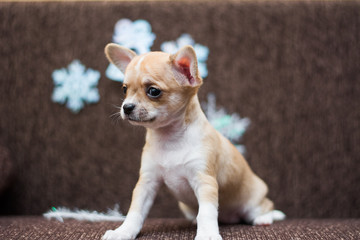 Chihuahua puppy dog ​​christmas spitz